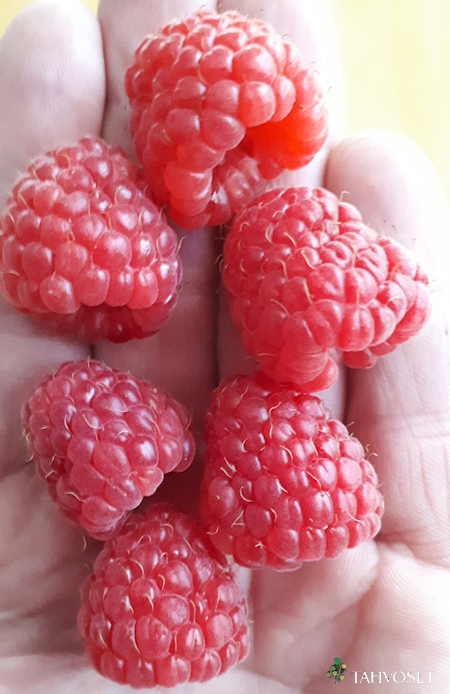 Rubus idaeus   'Stiora', vadelma